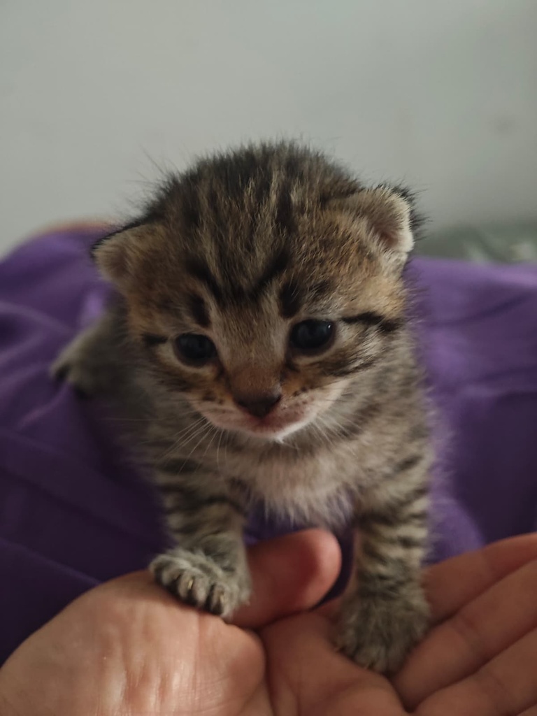 Luma