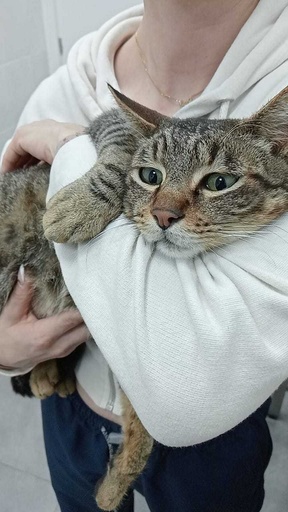 [2026/010] Marco Antonio